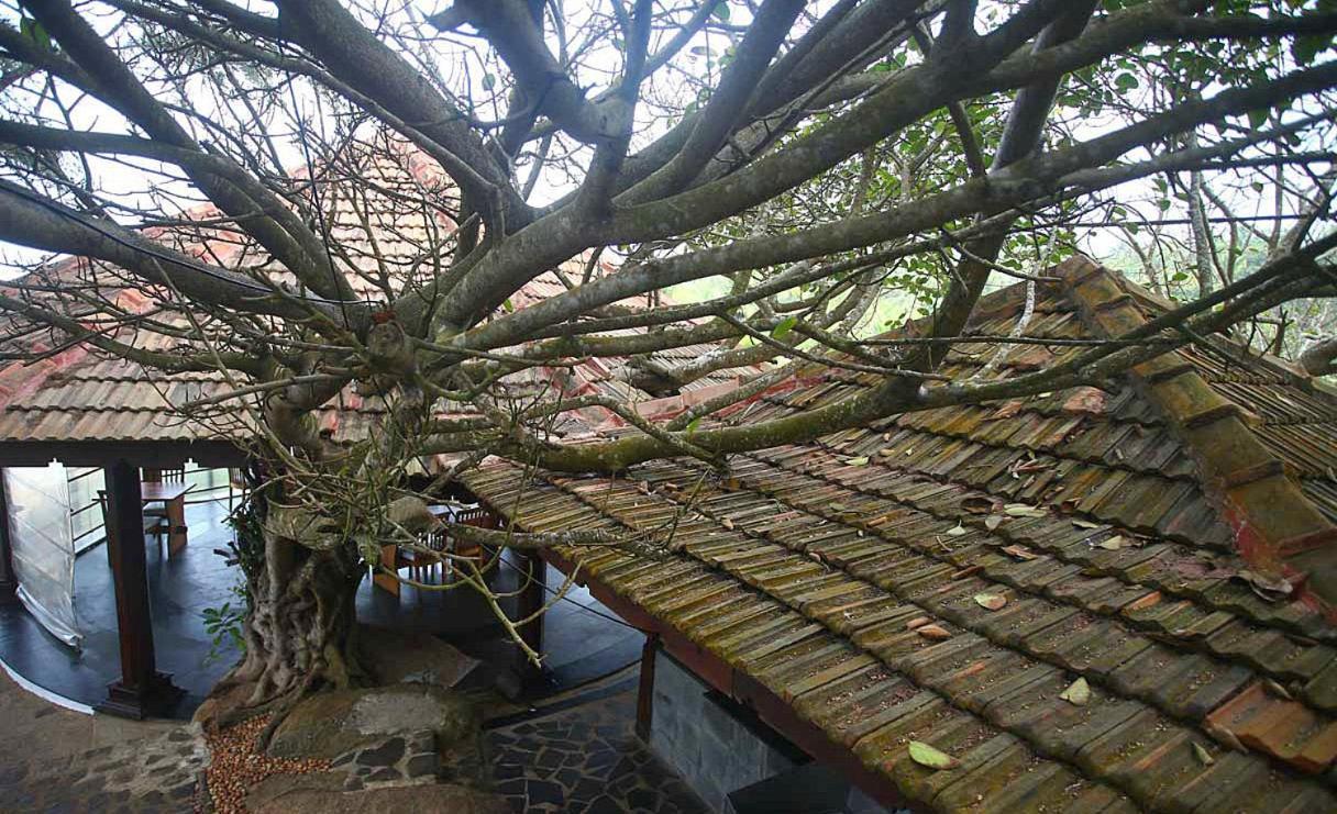 Niraamaya Wellness Retreats, Surya Samudra, Kovalam Exteriér fotografie